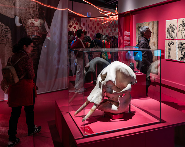 Joc 'Vist i no vist: a la recerca de l'animal invisible'