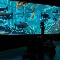 Sensory space 'Els peixos del bosc inundat'