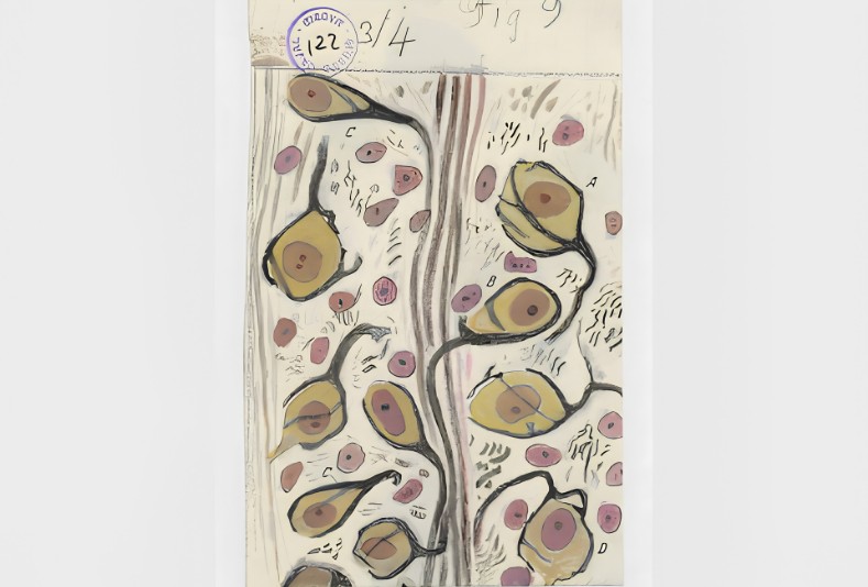 Exposició 'Ramon y Cajal. Ciència i art'