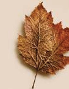 Talk and participatory experience 'Roots on the skin: solidarity autumn and territories of memory'