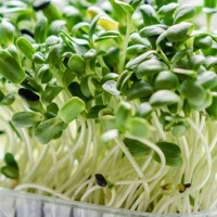 Taller 'Descobreix el món dels brots i germinats'