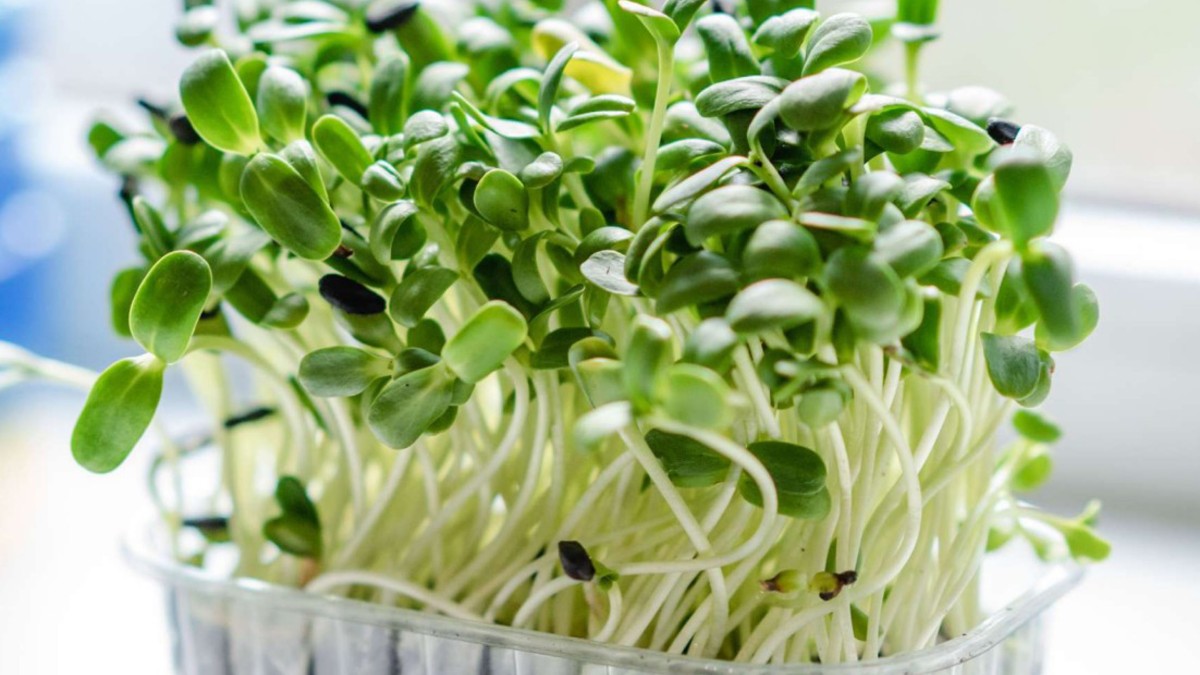Workshop 'Discover the world of sprouts and sprouts'