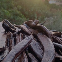 Taller 'Cuinem xocolata de garrofa'