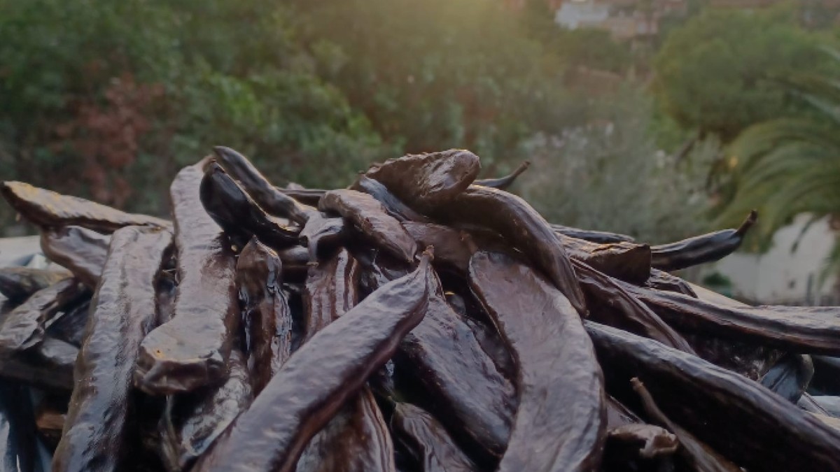 'Let's cook carob chocolate' workshop