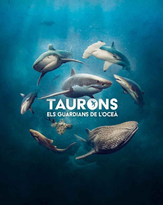 Exhibition 'Sharks. The guardians of the ocean'