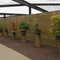 Bonsai Exhibition