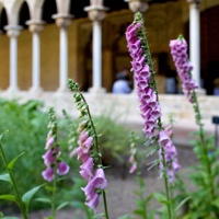 Exhibition 'Plants, Remedies and Apothecaries. The Medieval Garden of the Pedralbes Monastery'