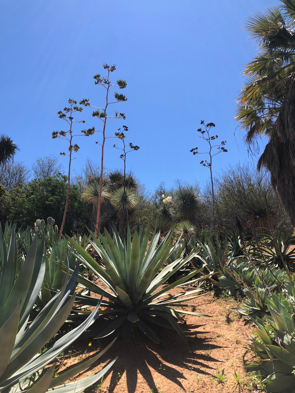 Ruta 'Fotografiant la  biodiversitat del Parc  d’Antonio Santiburcio'