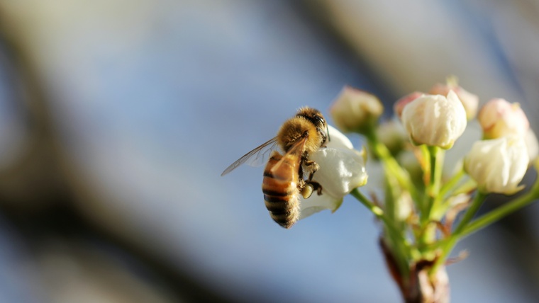 Una abella en una flor - Ecologia