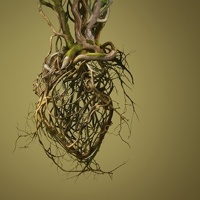 Exposició Literària: ‘Rodoreda, Un Bosc’