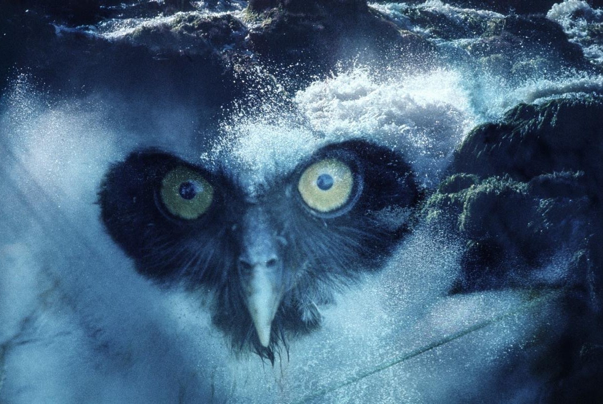 Exposició 'Com una dansa d’estornells'. Col·lecció MACBA: Trenta anys i infinites formes de ser