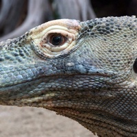 Summer Camps at Barcelona Zoo