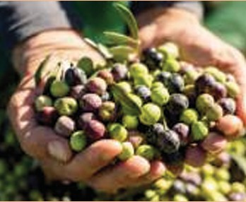 Talk 'Learn to cure olives'