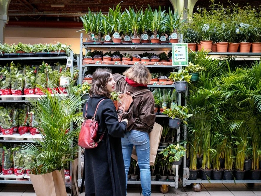 Mercat ocasional "Plantas para todos"